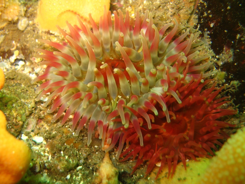 2009-05-24 St Abbs 036.jpg